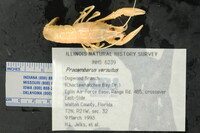 Procambarus versutus image